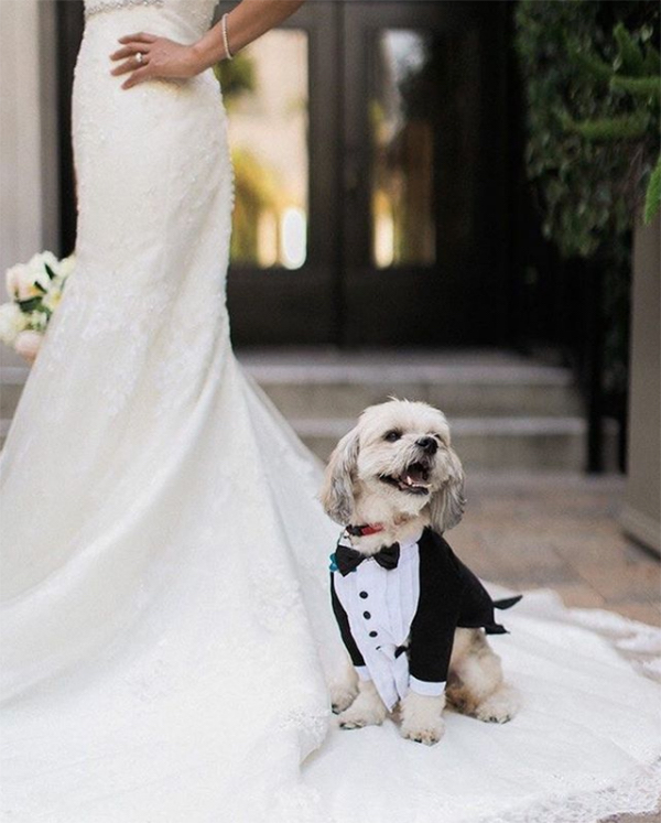 Pets in Weddings | Reverent Wedding Films